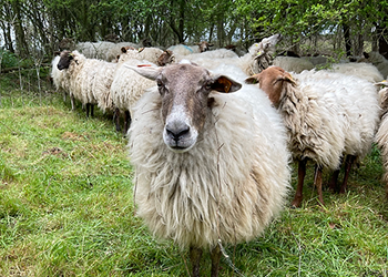 Het Woolly Collectief